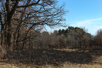 area that recently underwent a controlled or prescribed burn for land management purposes....
