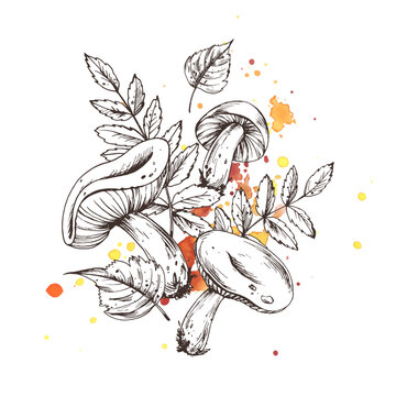 mushrooms and leaves sketch with watercolor clip art preview