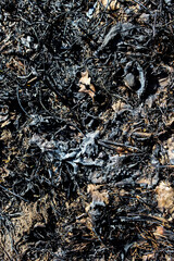 burned ground and organic matter from a prescribed  controlled burn for land management purposes. ecological restoration, land clearing or wildfire fuel management background. macro close-up.