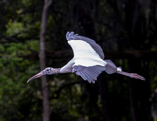 Wood Stork among green leafy trees