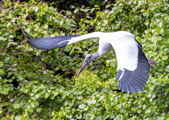Wood Stork among green leafy trees