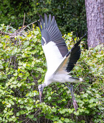 Wood Stork among green leafy trees
