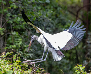 Wood Stork among green leafy trees