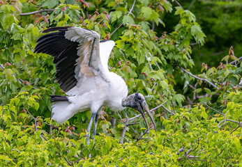 Wood Stork among green leafy trees