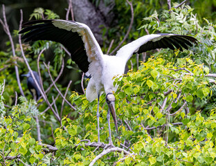 Wood Stork among green leafy trees