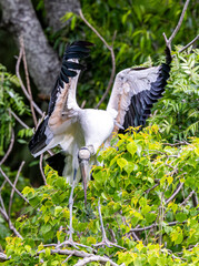 Wood Stork among green leafy trees