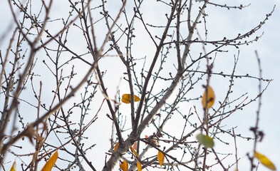 A bird is visible from between the branches of a tree.