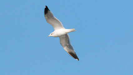 seagull in flight