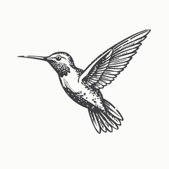 Fototapeta premium Black Color Hummingbird Silhouette Vector Illustration Solid White Background minimal Vector Hand Drawn Illustration Isolated On Transparent Background