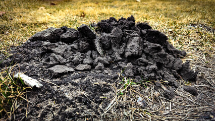 a molehill, a mound of soil pushed up by a mole tunneling underground. at the edge of a grassy area...