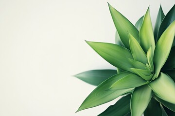 Close-up Green Houseplant with Sharp Leaves on Cream Background