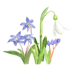 Watercolor spring first flowers, hand-drawn illustration, yellow crocuses, snowdrops