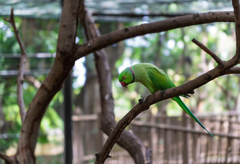 Exotic indian ring-necked parakeet perched on tree.