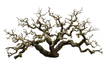 Old and mossy branches of a tree, with twisting limbs , cut out transparent