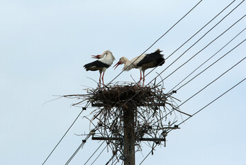 Storks in a nest on an electrical pole.