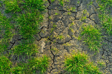 Half cracked dry brown infertile and wet green grass earth fertile ground soil surface. Water...