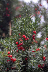 Taxus baccata common european yews tree shrub branches with green leaves needles and red berry like cones with seeds