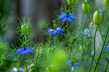 Nigella damascena bright blue ornamental beautiful flowering plants, love-in-a-mist devil in the...
