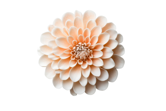 Peach dahlia flower head close-up on black backdrop, cut out transparent