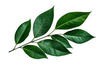 Green leaf branch of plant, isolated on black, cut out transparent