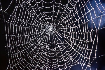 Morning dew catches the first sunlight in a spidera??s web, nature awakening.