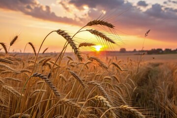 Golden Wheat Fields Under a Vibrant Sunset Sky Generative AI