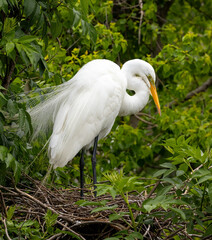 Great Egret perched in a tree