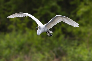 Great Egret in flight 