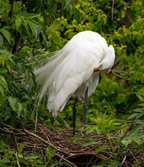 Great Egret perched in a tree