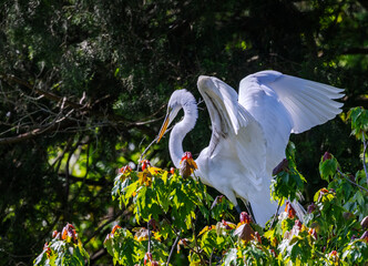 Great Egret perched in a tree