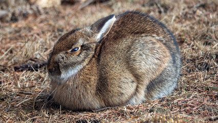 The wild bunny is enjoying a sunbathe under the sun after a long winter.