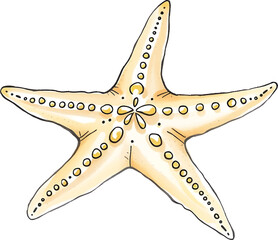 Starfish in watercolour technique. Vector illustration.