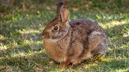 The wild bunny is enjoying a sunbathe under the sun after a long winter.