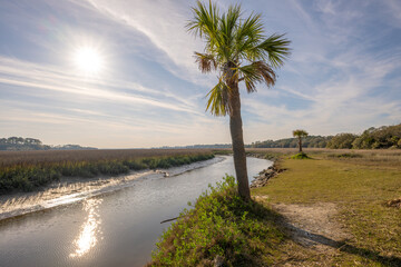 Palmetto trees on bank of river in Low Country