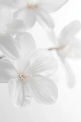 Obraz premium Close-up of elegant white orchid flowers against soft light background