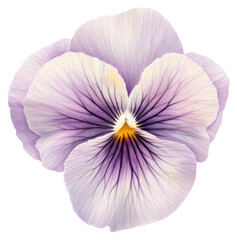 PNG Petals pansy illustration botanical.
