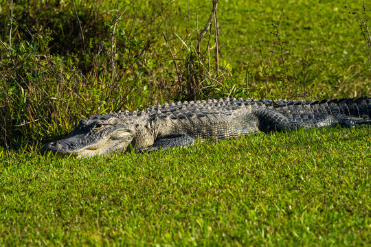 Alligator resting by a lake