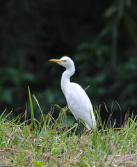 portrait of cattle egret.cattle egret is a cosmopolitan species of heron found in the tropics, subtropics, and warm-temperate zones. 
