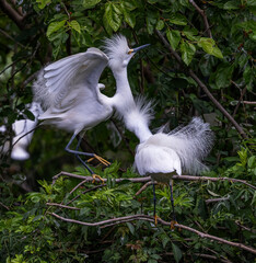 Snowy egret among green leafy trees