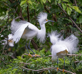Snowy egret among green leafy trees