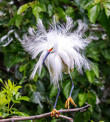 Snowy egret among green leafy trees