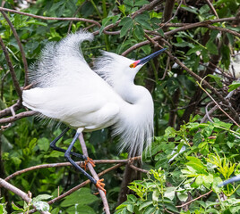 Snowy egret among green leafy trees
