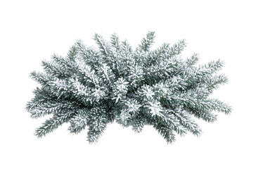 Flocked evergreen branches, festive winter greenery, holiday season, cut out transparent