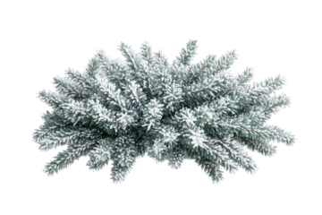 Flocked evergreen branches, festive winter greenery, holiday season, cut out transparent