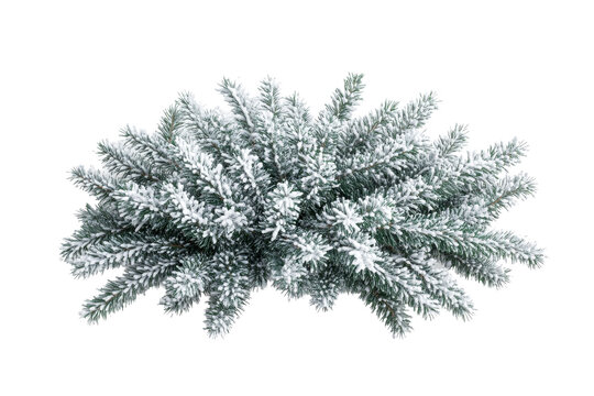 Flocked evergreen branches, festive winter greenery, holiday season, cut out transparent