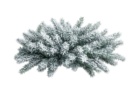 Flocked evergreen branches, festive winter greenery, holiday season, cut out transparent