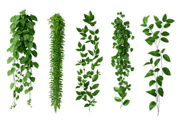 Various lush vines on black background, cut out transparent