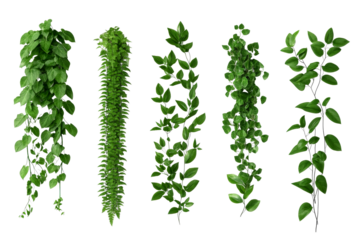 Various lush vines on black background, cut out transparent