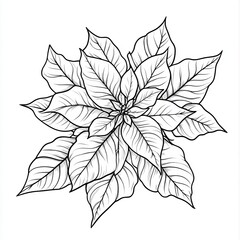 A modern illustration of a poinsettia flower in white and black sketch