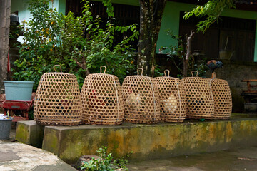 A row of straw cages for fighting roosters stands along a road in an Asian village.